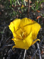 Calochortus weedii weedii