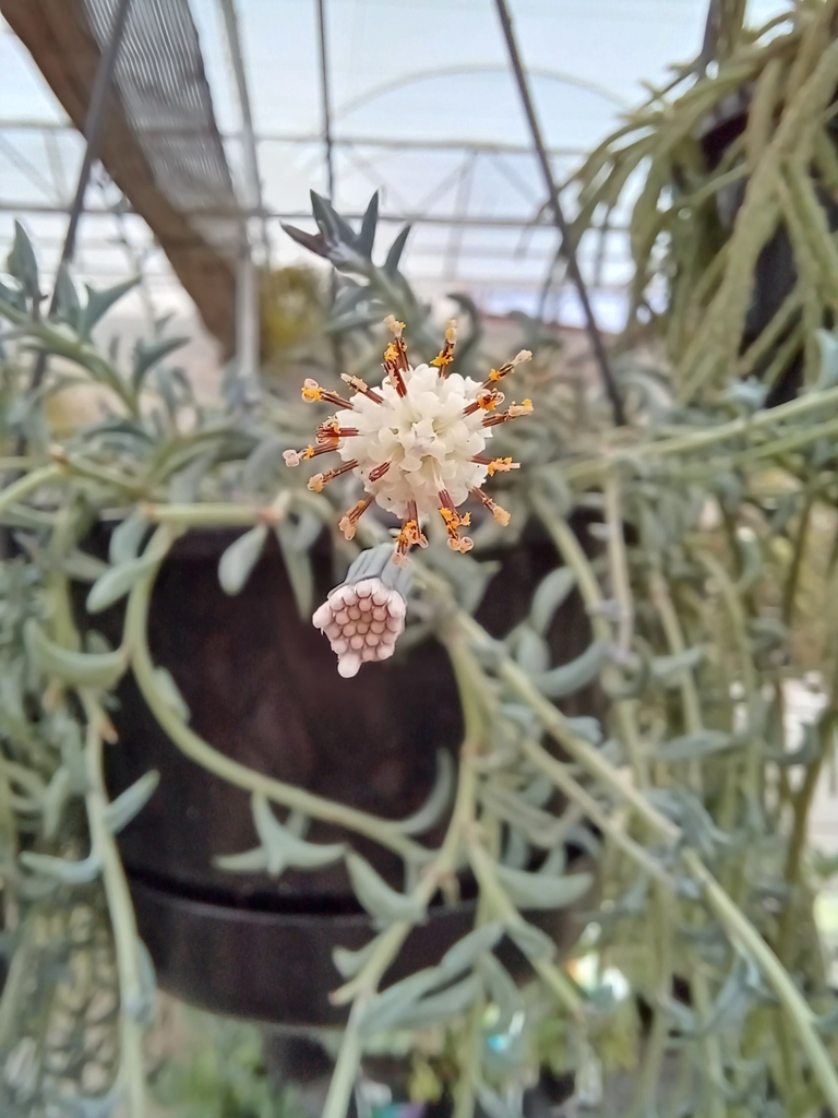 Senecio rowleyanus 'Purple Flush' 2