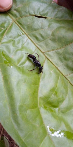 African stink ant