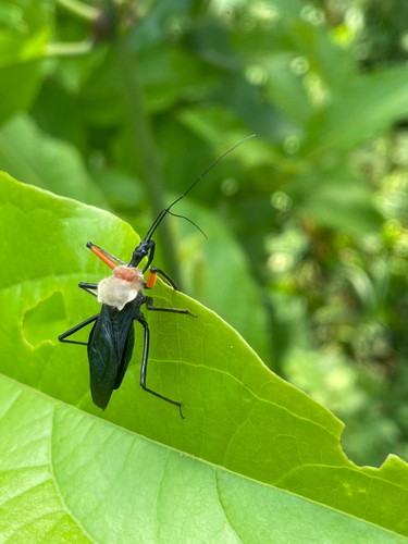 Rhynocoris nitidulus