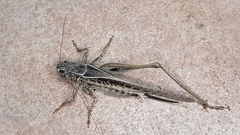 Platycleis affinis