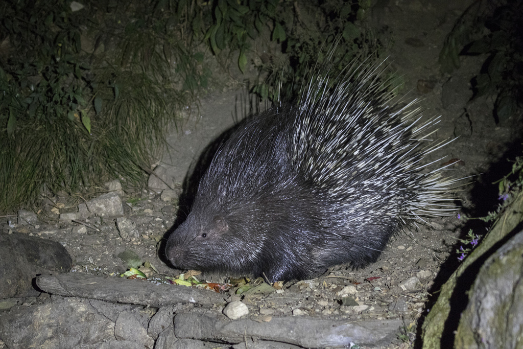 Old World Porcupines