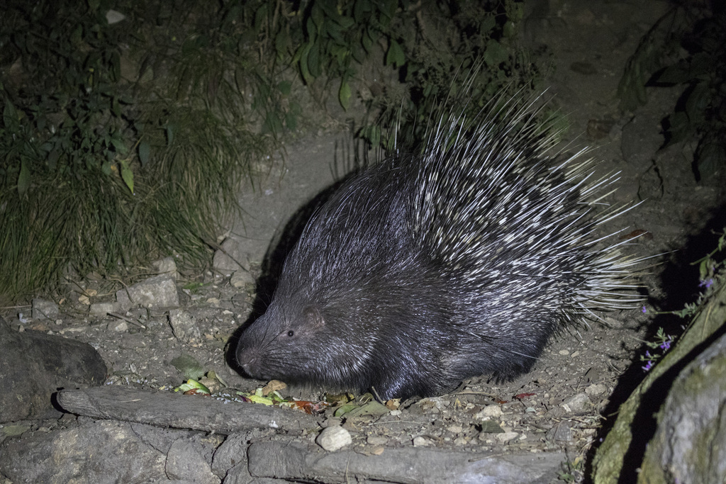Indian Crested Porcupine