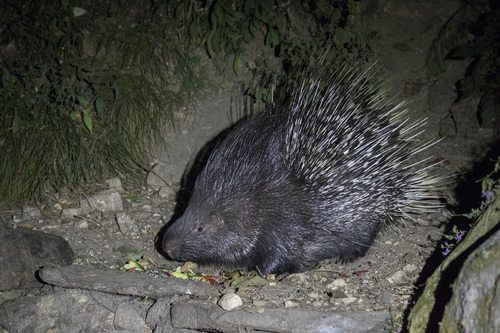 Indian Crested Porcupine
