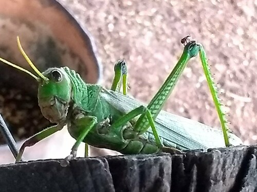 Violet-winged Grasshopper