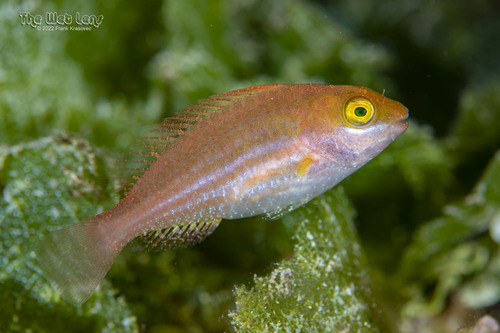 Photo of Atomium Parrotfish (Sparisoma atomarium)