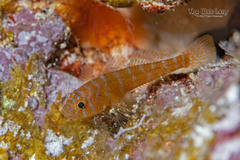 Rusty Goby photo 1