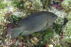 Dusky Damselfish photo 3