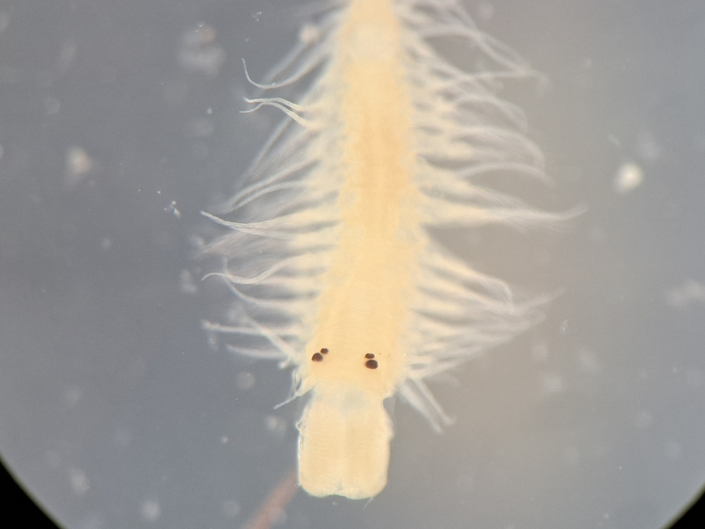 Ophiodromus pallidus
