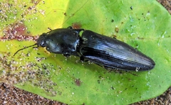 Melanactes