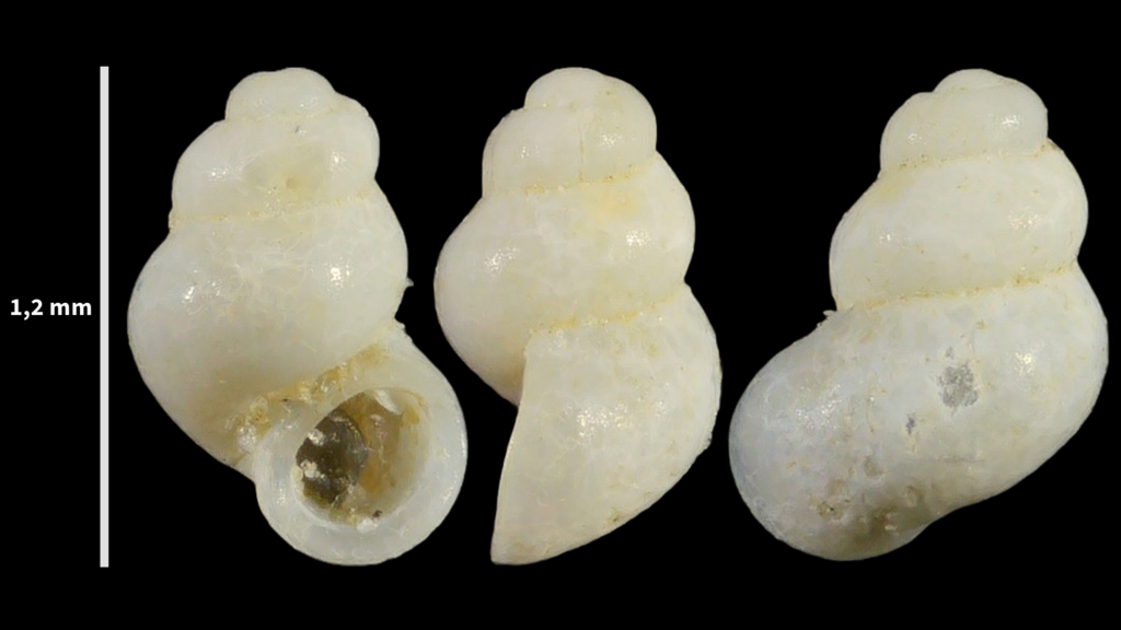 Nodulus contortus
