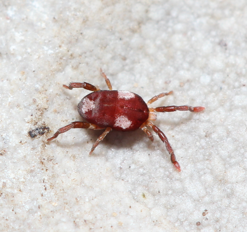 Leptus trimaculatus