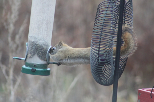 American Red Squirrel photographed in Maine
