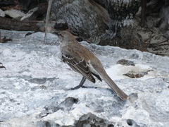 Mimus gundlachii
