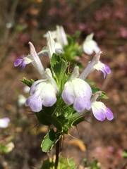 Acanthomintha ilicifolia