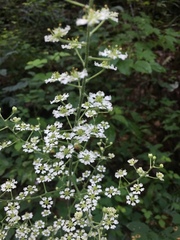 Veratrum hybridum