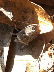 Prionosoma podopioides