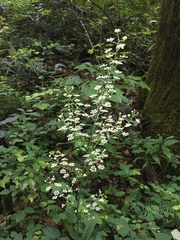 Veratrum hybridum