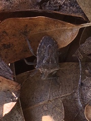 Prionosoma podopioides