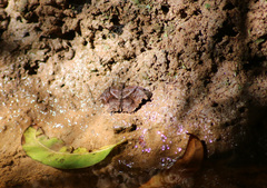 Helias phalaenoides