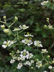 Veratrum hybridum