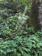 Veratrum hybridum