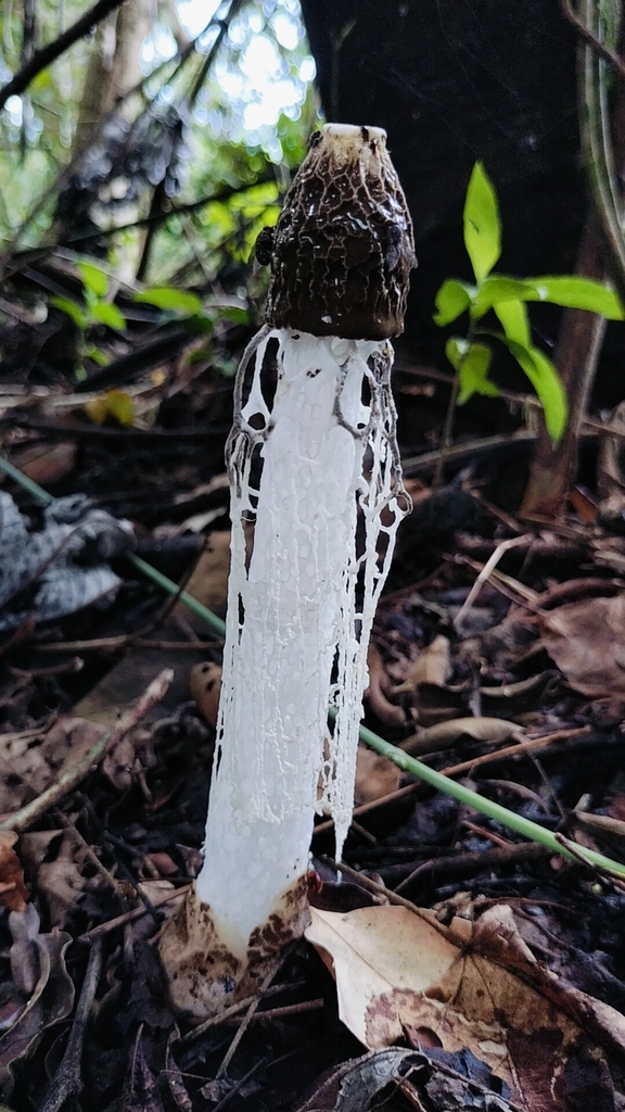 Phallus indusiatus · August 2024 · photo: © yuliana_vanessa_1416 (iNaturalist, cc0)