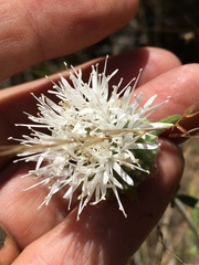 Monardella hypoleuca lanata