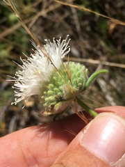Monardella hypoleuca lanata
