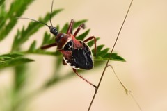 Apiomerus floridensis