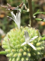 Monardella hypoleuca lanata