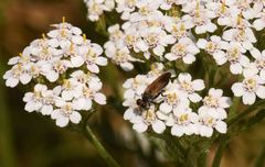 Eudioctria sackeni