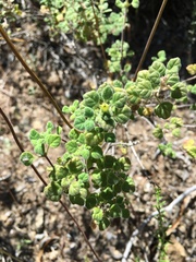 Clinopodium chandleri