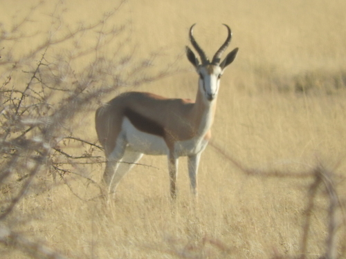 Antidorcas marsupialis