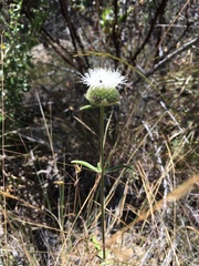 Monardella hypoleuca lanata