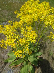 Senecio doria