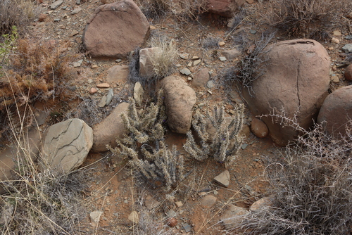 Image of Aptosimum spinescens by (c) Tony Rebelo, some rights reserved (CC BY-SA)