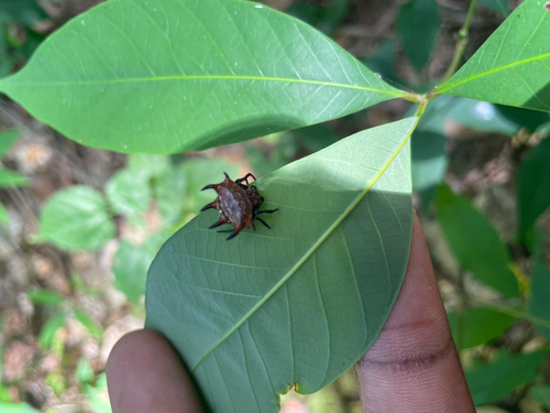 Gasteracantha curvispina