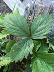 Fragaria × ananassa