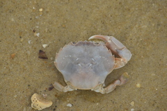Liocarcinus holsatus