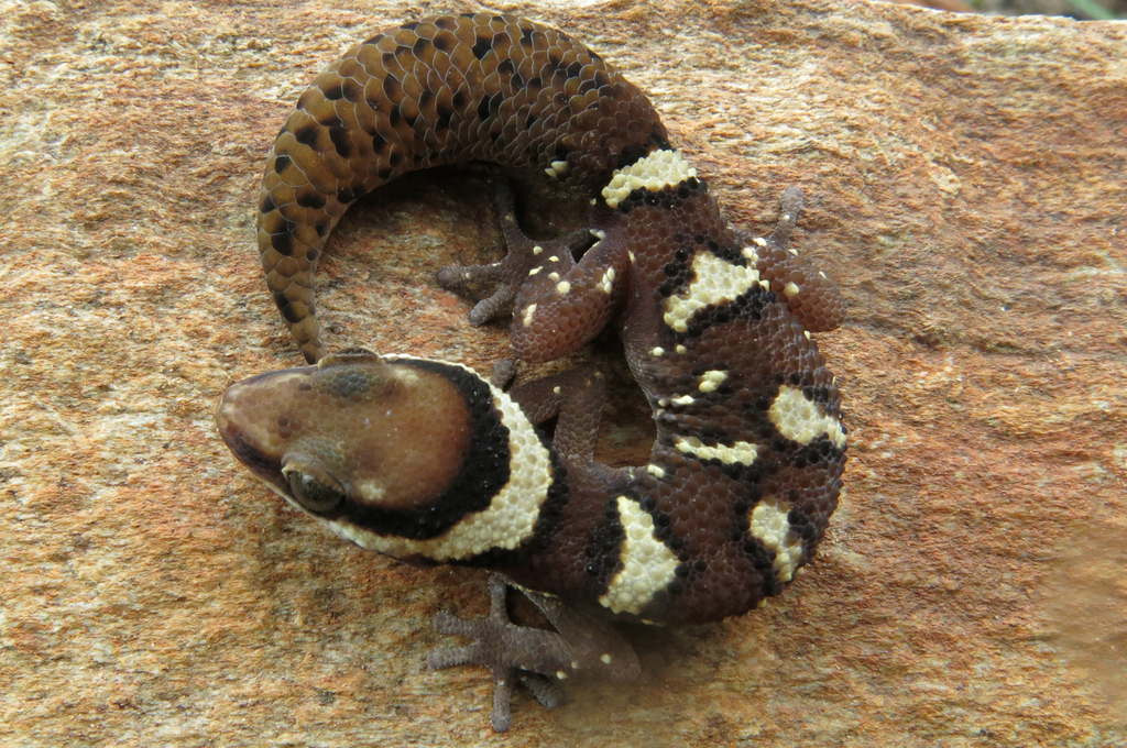 O'shaughnessy's Thick-Toed Gecko