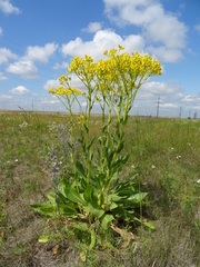 Senecio doria