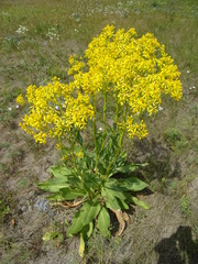 Senecio doria