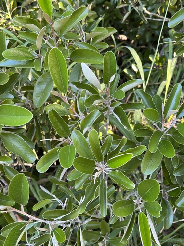 Image of Quadrella cynophallophora by no rights reserved