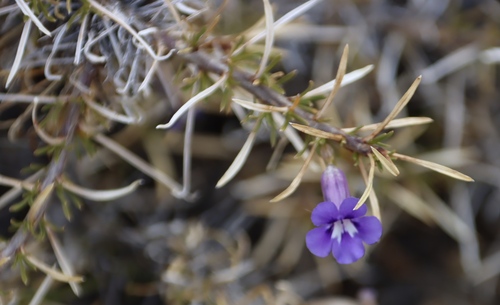 Image of Thorn Karooviolet (Aptosimum spinescens) by (c) Tony Rebelo, some rights reserved (CC BY-SA)