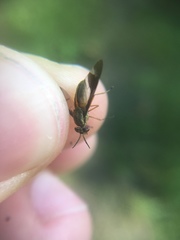 Chrysops univittatus