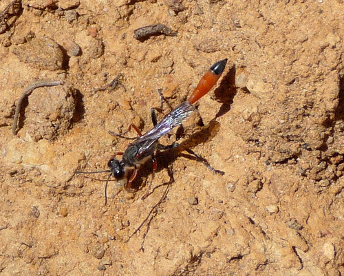 Ammophila heydeni