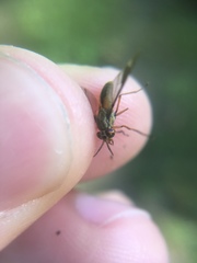 Chrysops univittatus