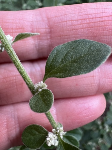 Image of Mountain Knotgrass (Ouret lanata) by (c) Алёна Осипова, some rights reserved (CC BY)