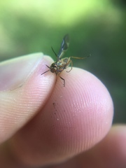 Chrysops univittatus